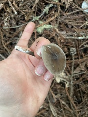 Melanoleuca melaleuca