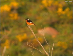 Phoenicurus moussieri