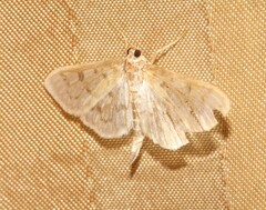 Herpetogramma