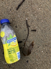 Laminaria sinclairii