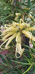 Grevillea juniperina