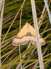 Anachloris subochraria