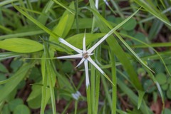 Rhynchospora nervosa