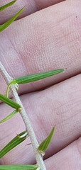 Grevillea juniperina