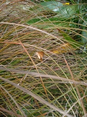 Anachloris subochraria