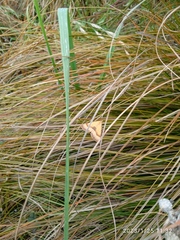 Anachloris subochraria