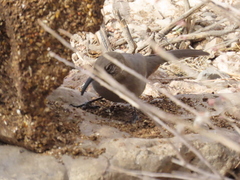 Toxostoma crissale