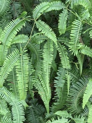 Dicranopteris
