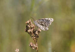 Melanargia russiae