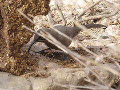 Toxostoma crissale