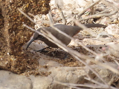 Toxostoma crissale