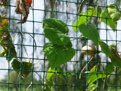 Trichosanthes cucumeroides
