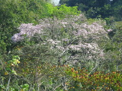 Tabebuia rosea