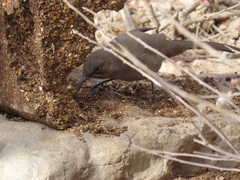 Toxostoma crissale