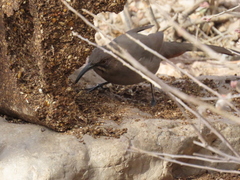 Toxostoma crissale