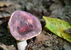Russula amoena