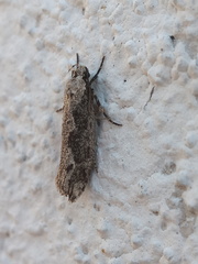 Ethmia discostrigella