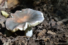 Russula parazurea