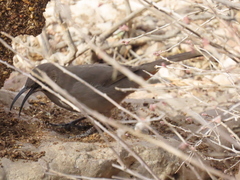 Toxostoma crissale
