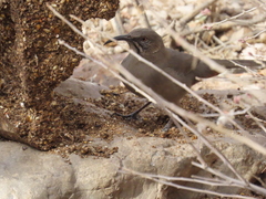 Toxostoma crissale