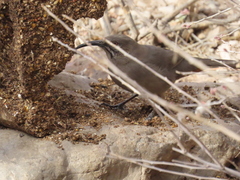 Toxostoma crissale