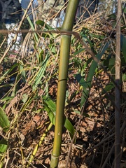 Phyllostachys aureosulcata