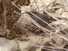 Toxostoma crissale