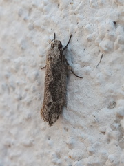 Ethmia discostrigella