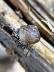 Helminthoglypta walkeriana