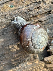 Helminthoglypta walkeriana