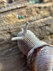 Helminthoglypta walkeriana