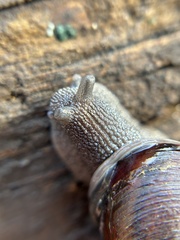 Helminthoglypta walkeriana