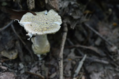 Amanita franchetii