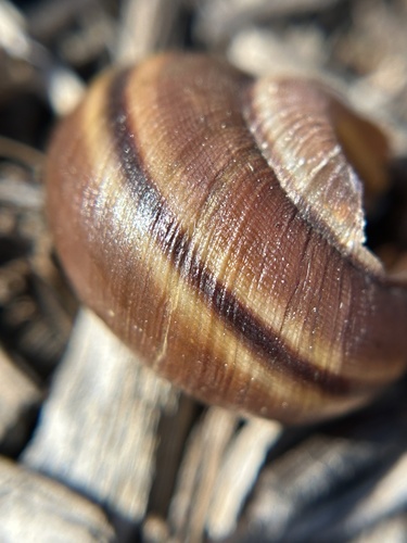 Banded Dune Snail