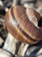Helminthoglypta walkeriana