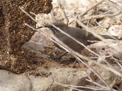 Toxostoma crissale