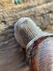 Helminthoglypta walkeriana