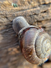 Helminthoglypta walkeriana