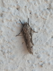 Ethmia discostrigella