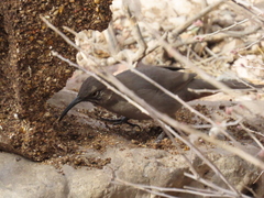 Toxostoma crissale