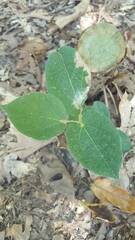 Aristolochia reticulata