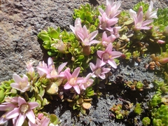 Lysimachia buxifolia