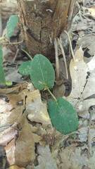 Aristolochia reticulata