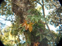 Syngonium