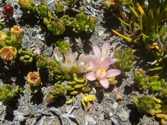 Lysimachia buxifolia