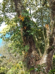 Syngonium