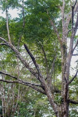 Terminalia amazonia