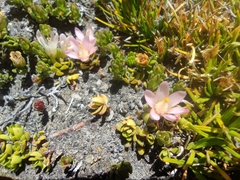 Lysimachia buxifolia
