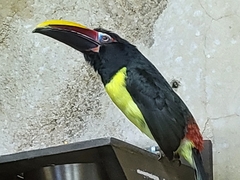 Pteroglossus viridis