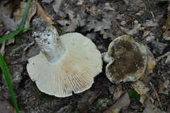 Russula adusta